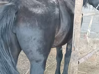 Mare, Horses — photo 1