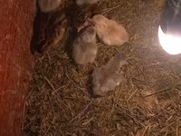Chickens — photo 3