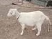 Ziege, Saanen goat — Foto 6