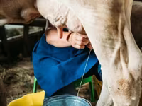 Vaca, Swiss cattle — foto 6