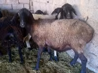 Oveja, Ovejas — foto 3
