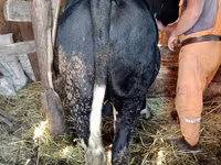 Toro, Vaca kazaja de cabeza blanca — foto 4