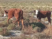 Kuh, Latvian Blue cattle — Foto 2