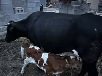 بقرة, Latvian Blue cattle — الصورة 1