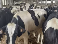 母牛, Holstein breed — 照片 3