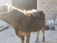 ثور, براون ماونتين — الصورة 2