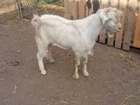 تيس, Saanen goat — الصورة 2