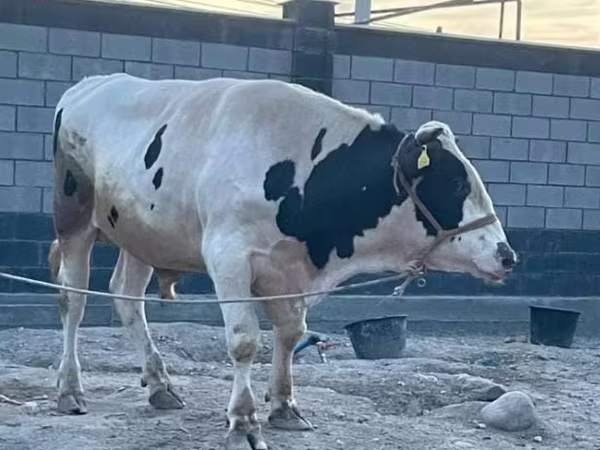Toro, Raza Holstein