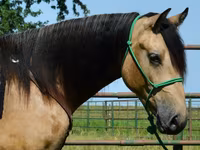 公马, Gypsy horse — 照片 5