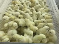 Chickens — photo 5
