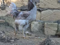 अमेराउकाना — फ़ोटो 4