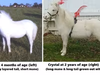 Caballo, Miniature horse — foto 3