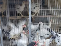 德比郡红冠鸡 — 照片 6
