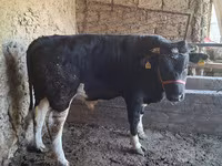 Bull, Cattle — photo 2