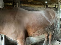 母马, Horses — 照片 1