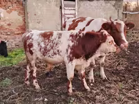 Bulle, Simmental cattle — Foto 3