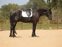 Horse (M), Friesian — photo 1