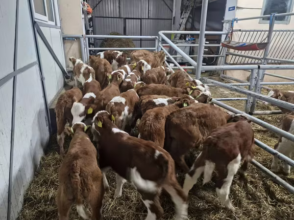 Toro, Simmental cattle