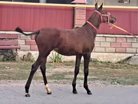 Caballo, Caballos — foto 1