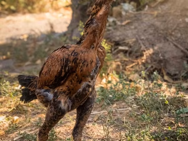أستراليان بيت غيم فاول