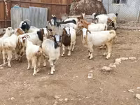 Коза, Дамасская коза — фото 4