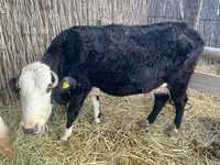 Kuh, Latvian Blue cattle — Foto 2