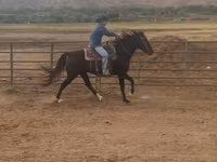 Yegua, National Show Horse — foto 4