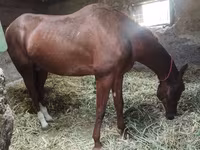 Caballo, Akhal-Teke — foto 2