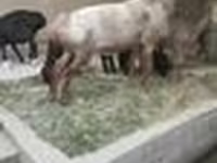 كبش, Edilbay sheep — الصورة 7