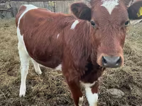 أبقار (دفعة، الجنس غير محدد), Simmental cattle — الصورة 2