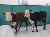 Kuh, Simmental cattle — Foto 1