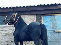 母马, Friesian — 照片 5