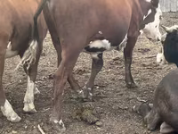 Bull, Simmental cattle — photo 5