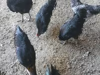 أستراليان بيت غيم فاول — الصورة 3
