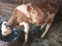 ثور, Simmental cattle — الصورة 8