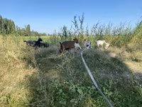 Cabra, Czech Brown Shorthaired goats — foto 2