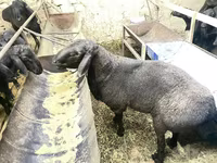 Carnero, Hissar sheep — foto 4