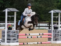 Horse (M), Pinto horses — photo 1