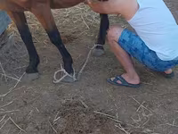 घोड़ी, Kazakh horse — फ़ोटो 2