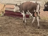 Bull, Simmental cattle — photo 2