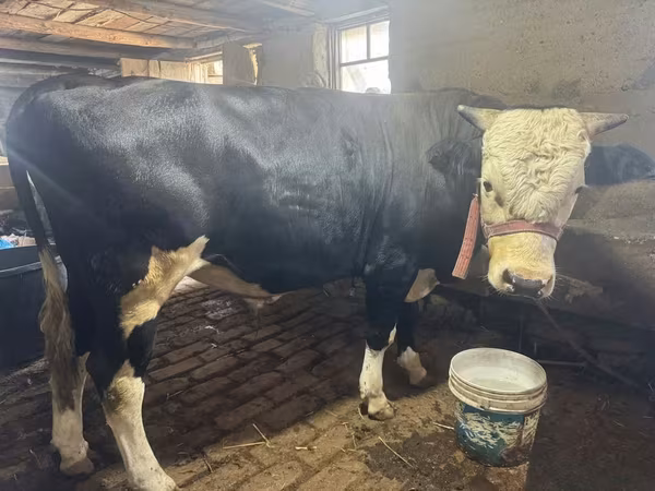 بقرة, Simmental cattle