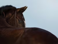 母马, Akhal-Teke — 照片 1