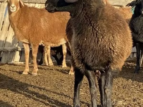 भेड़, Edilbay sheep