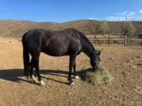 Yegua, National Show Horse — foto 5