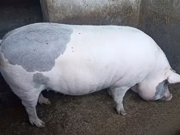 मादा सूअर, Пьетрен