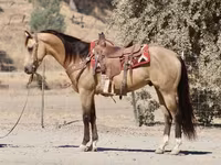 Caballo, Quarter Horse — foto 4