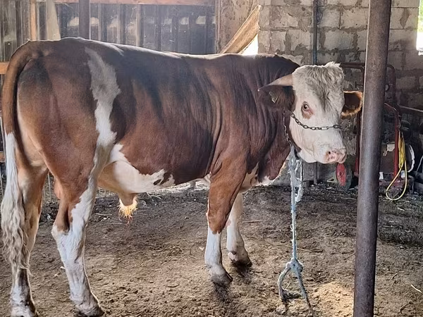 Toro, Ganado vacuno