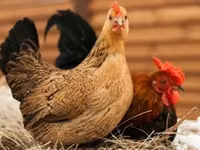 Japanese Bantam — photo 2