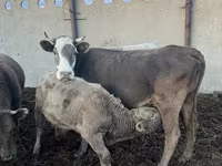 بقرة, Simmental cattle — الصورة 2