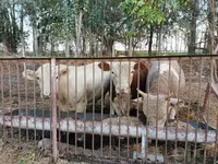 Toro, Simmental cattle — foto 2